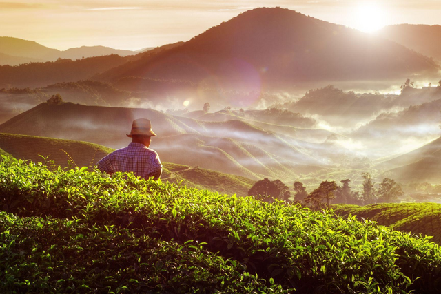 Farmer auf einer Teeplantage, Malaysia Reisen