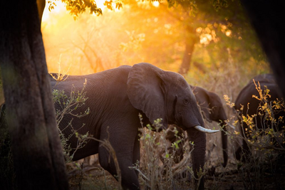Elefanten, Afrika, Silversea Luxuskreuzfahrten
