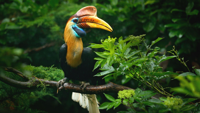 Hornbill, Malaysia Reisen