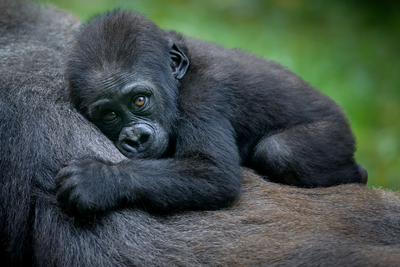 Berggorillas, Uganda, Afrika Reise