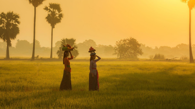 Frauen im Reisfeld, Bali, Indonesien Rundreisen
