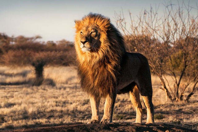 Löwe in Afrika, Africa Royal Tours