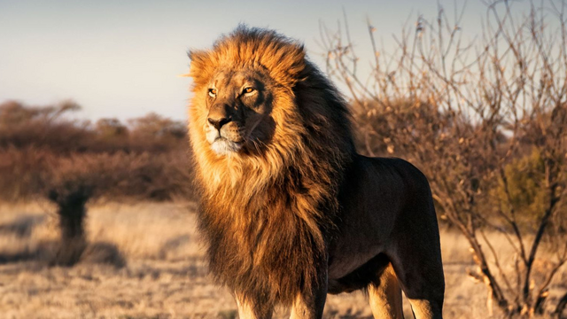 Löwe in Afrika, Africa Royal Tours